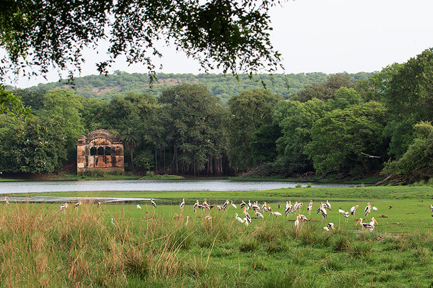 Ranthambore Tour and Travel Guide